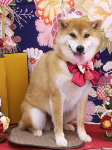 20240130マロンちゃん